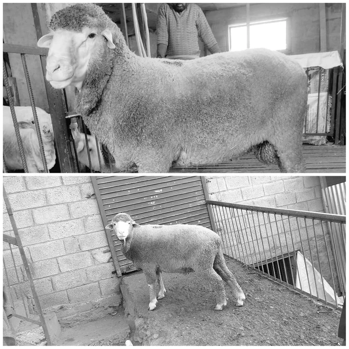 Pureline Australian Merino Super stud Ram