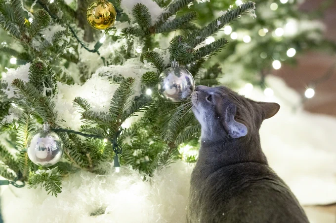 Willow examines a Christmas ornament.
