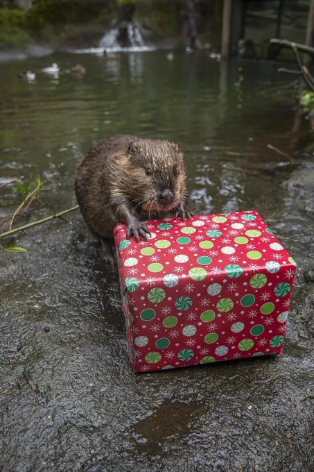 Beaver Maple inspecting a present