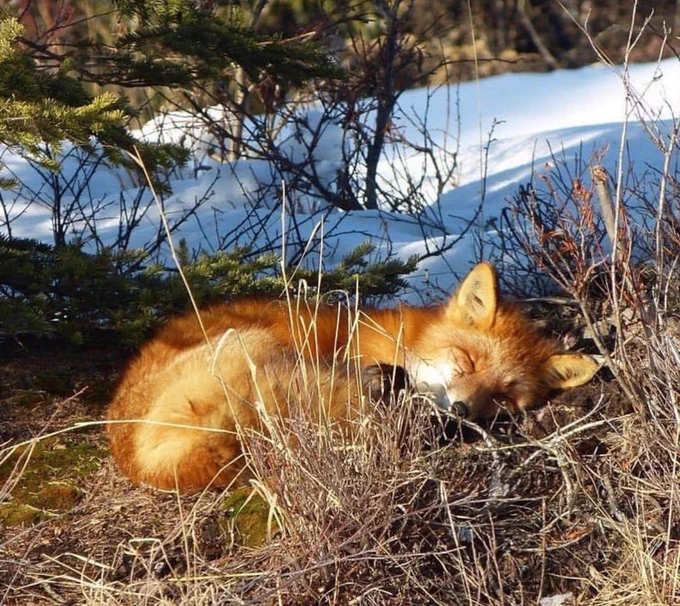 A red fox sleeps curled up in brush with snow on the ground behind.