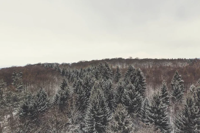 Green Pine Trees Under White Sky