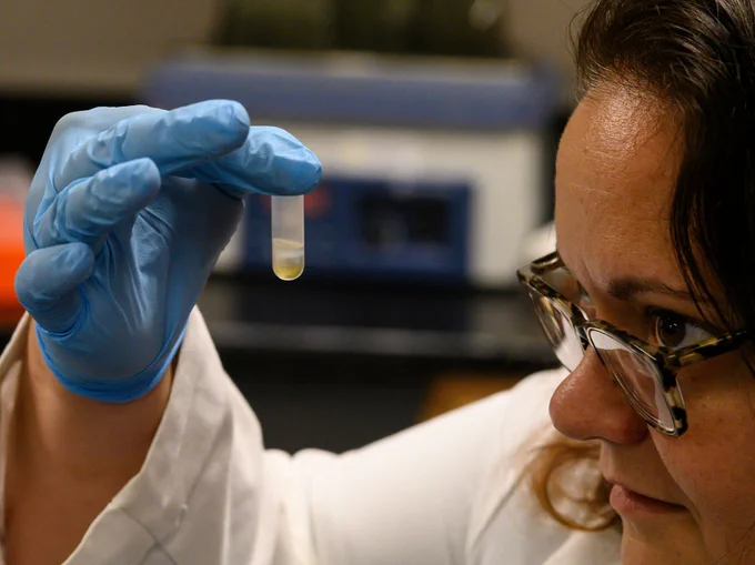 close up of a person looking over their glasses at a small plastic vial with a tiny amount of yellow substance in it