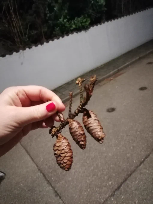 Drei kleine Zapfen hängen an einem Ast nebeneinander. 