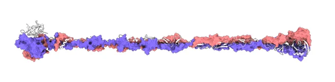 Bd2740 - a MAT fibre within the Bdellovibrio bacteriovorus genome. The bulb on the right side of the fibre is the part that attaches to Bdellvibrio's prey.
