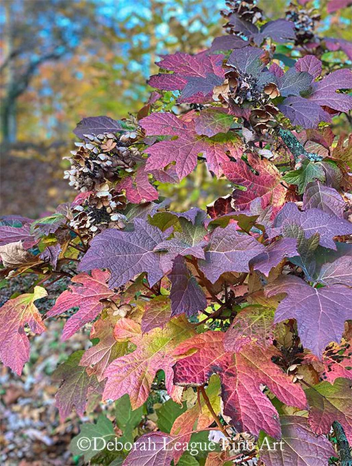 Oak Leaf hydrangea in sophisticated fall colors of pink, burgundy and purple, with dried flowers, photography. Seen while walking the grounds of Winterthur Museum.

The Hydrangea quercifolia was declared the official state wildflower of Alabama in 1999.

Fall is when the oakleaf hydrangea really makes an impact with its rich, deep burgundy/purple foliage that persists into winter. The dried tan or light brown flower heads add additional interest. In winter, the exfoliating tan bark provides an additional textural element to the snowy landscape.