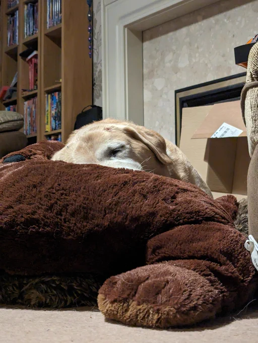 Yellow Labrador sleeping on a giant brown teddy bear. You can only see half her face and one ear. The background is a messy living room. 
