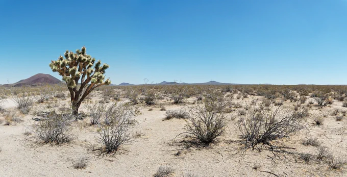 Joshua tree in the Mojave Desert.