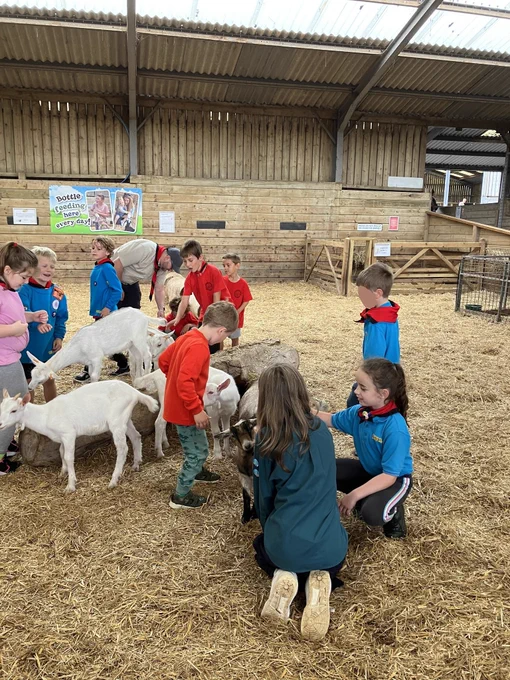 Squirrel and Beaver Scouts petting the goats at World of Country Life