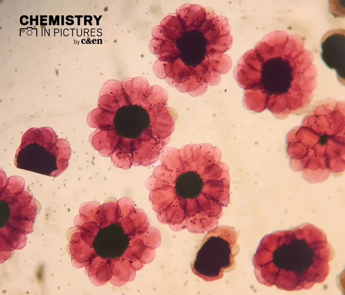 A handful of crystals of a metal-organic framework that look like daisies under a microscope.