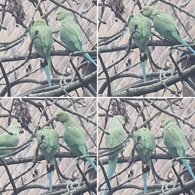 Shows for images of a green bird with blue tale sitting on a branch. Top Left shows two birds. The right one looking at the other. Top right shows the right bird putting their head on the other one..  bottom left has a third bird arriving & the one on the right looking over. Bottom right has the left & right bird both looking at the middle bird who has remained unmoving through each interaction.