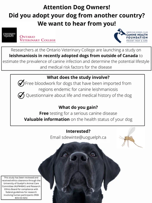 Details on a study at the University of Guelph. Researchers are launching a study on leishmaniosis in recently adopted dogs from outside of Canada to estimate the prevalence of canine infection and determine the potential lifestyle and medical risk factors for the disease. The study involves free bloodwork for dogs that have been imported from regions endemic for canine leishmaniosis and a questionnaire about the life and medical history of the dog. Participants gain free testing for a serious canine disorder and valuable information on the health status of their dog. If interested contact Sydney Dewinter at sdewinte@uoguelph.ca.
