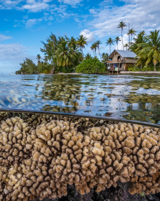 CRYPTIC CORAL SPECIES IN CORAL REEF RESILIENCE 