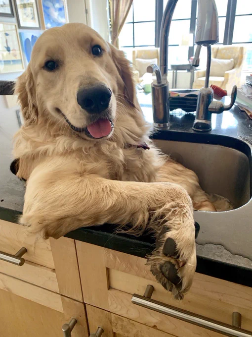 a fully grown blond golden retriever reclines casually in a stainless steel kitchen sink. he has one arm propped casually on the black countertop as he looks over at the camera with his tongue out. he seems like a large dog and it doesn’t look like an enormous sink, so we’re really unclear of the physics here. but he looks perfectly comfy.