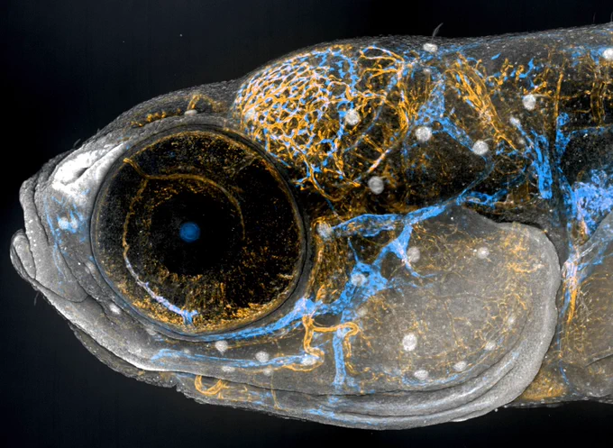 Side view of a juvenile zebrafish with blood vessels in orange, lymphatics and fluorescent granular perithelial cells in blue, and BODIPY in gray (neuromasts).
