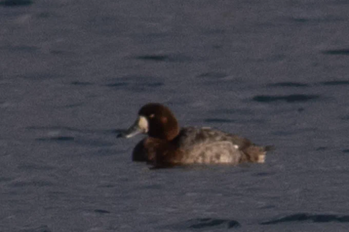 Female Scaup