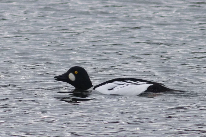 Drake Goldeneye