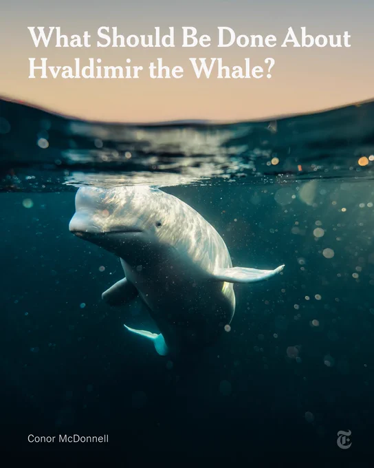 Hvaldimir near a salmon farm in the fjords off the coast of Stavanger, Norway, in November. A headline reads: "What Should Be Done About Hvaldimir the Whale?" Photo by Conor McDonnell.