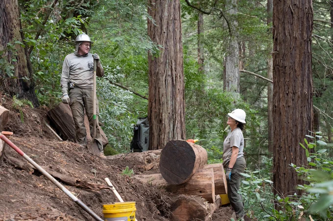People wearing hardhats work among logs in the redwood forest.