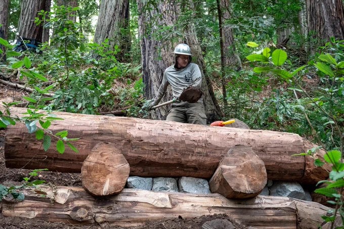 Person in a hardhat holds a shovel nest to a stack of logs in the redwood forest.