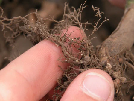 Soybean cyst nematode females (white specks) on soybean roots. Image: Craig Grau and the University of Wisconsin-Madison Plant Pathology Teaching Images