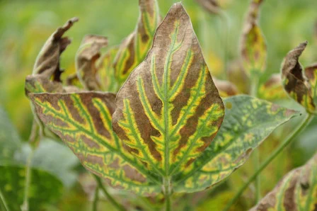 Sudden death syndrome foliar symptoms. Image: B. Kleinke