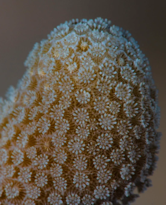 A colony of Porites compressa coral grows after settlement on a reef off Hawaiʻi Island. 