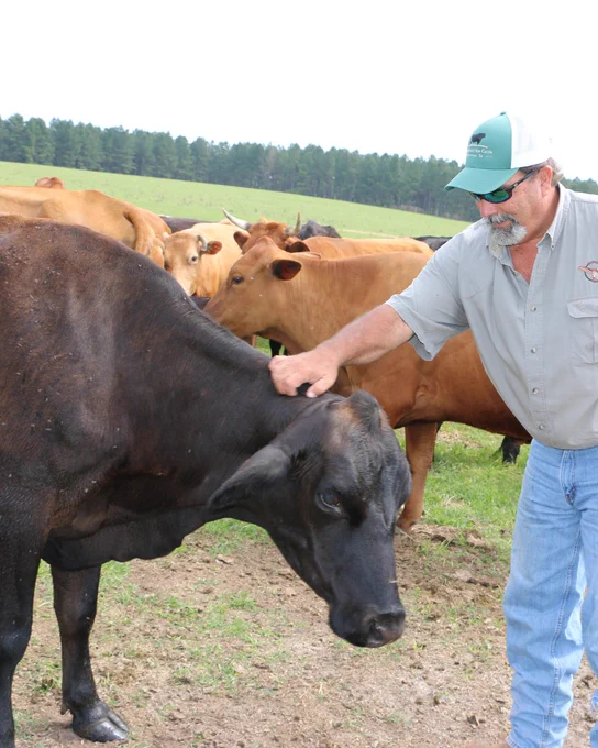 Cattle rancher in a field with his cattle