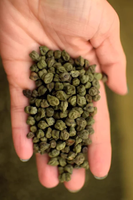 📸 1: Winter Green Chickpea Seed
