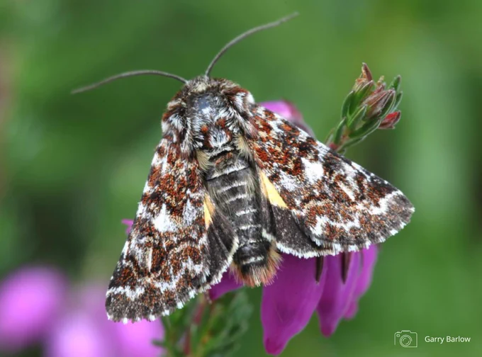 A Beautiful Yellow Underwing moth on heather. Photo credit Garry Barlow
