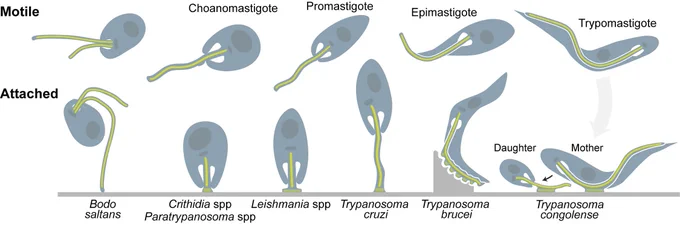 Fig 1. Diagrams of trypanosomatids in their motile and attached forms.
The large dark oval is the nucleus. The small dark disk is the kDNA. Green is the axoneme. Attachment plaques are shown as green lines in attached forms. A detailed description of swimming morphologies can be found in [15]. In monoxenous parasites and Leishmania spp., the attachment plaque forms at the tip of the shortened flagellum. In T. cruzi, the attachment plaque is also found at the tip but the flagellum is only slightly shorter. In T. brucei and T. congolense, the attachment plaque(s) form on the lateral portion of the flagellum.
