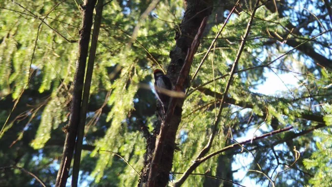 Sunlight on green foliage of evergreen tree. A bare or mossy branch through the middle of the picture. It is on this branch that a woodpecker sits