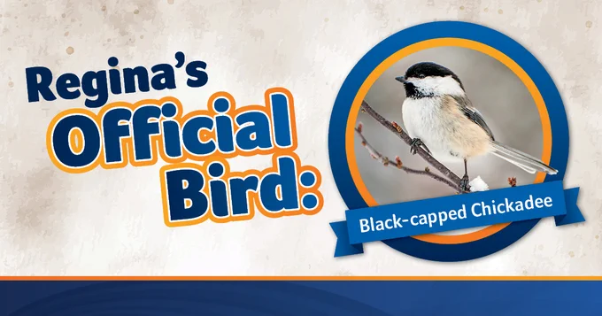 Text reads "Regina's Official Bird: Black-capped Chickadee" with a picture of the Black-capped Chickadee.