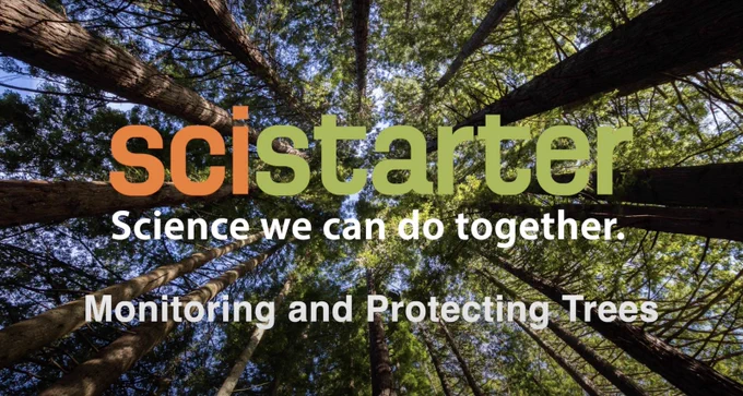 SciStarter Image of a forest, looking up from below at tree canopy.