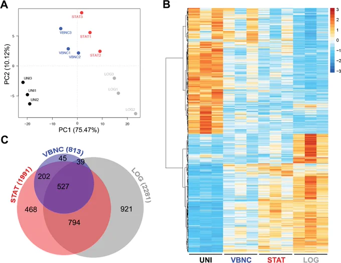 Fig 1. VBNC cells promote a reduced and specific transcriptional response in murine bone marrow-derived macrophages (BMDMs).
Full caption here: https://journals.plos.org/plospathogens/article?id=10.1371/journal.ppat.1011841
