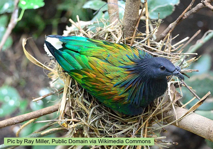Photograph of a Nicobar pigeon sitting on it's straw & twig nest. The feather colors transition from dark blue on wing tips to turquoise, to seafoam green, to lime green to kelly green, to ambers to a navy blue neck and head plummage. Tree leaves frame the background edges of the photograph. Photo by Ray Miller, public domain, via wikimedia commons. 