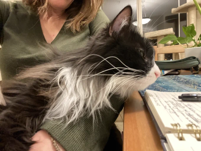 Fluffy tuxedo cat on my lap looking at my notebook on the table in front of him.