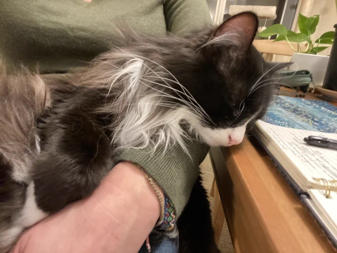 Fluffy tuxedo cat on my lap asleep with his head down below my notebook on the table in front of him.