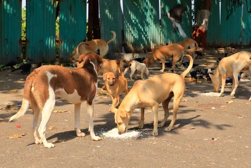 A group of stray dogs eating rice in India.