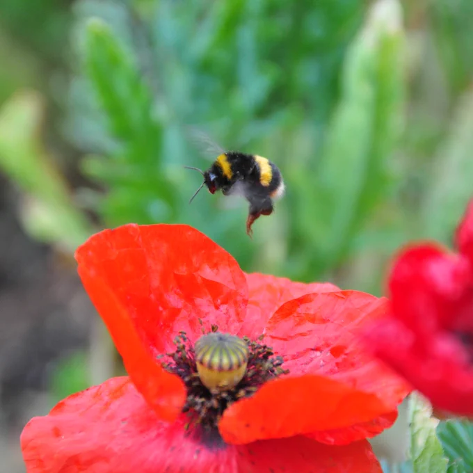 Bumblebee hovering over red poppy flower