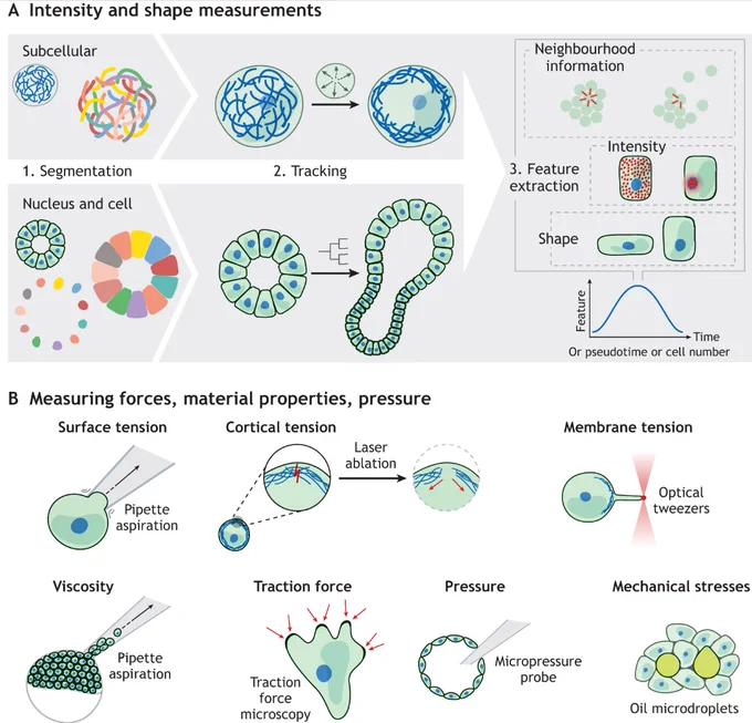 Types of measurements for model development. (A) Analysis pipeline for extracting intensity and shape features from raw data. Step 1 is to segment the object of interest, which ranges from subcellular components to cellular structures and tissues. Step 2 is to track filaments, nuclei or cells either in real time via live-cell imaging or via pseudotime, which is the ordering of dynamic structures according to their progression in time (e.g. used to retrieve temporal data from time-course experiments using fixed samples). Step 3 is to extract features such as fluorescence intensity, shape or neighbourhood information from segmented objects. Finally, this will result in feature trajectories as a function of either absolute time, cell number or pseudotime. (B) Examples are shown of how to measure different types of tensions via pipette aspiration, laser ablation, optical tweezers or traction force microscopy. 