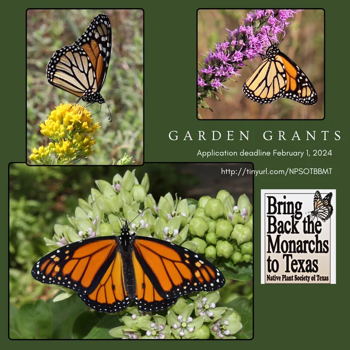 Help the Monarchs in Texas. Apply for Garden Grants. More details at tinyurl.com/npsotbbmt.