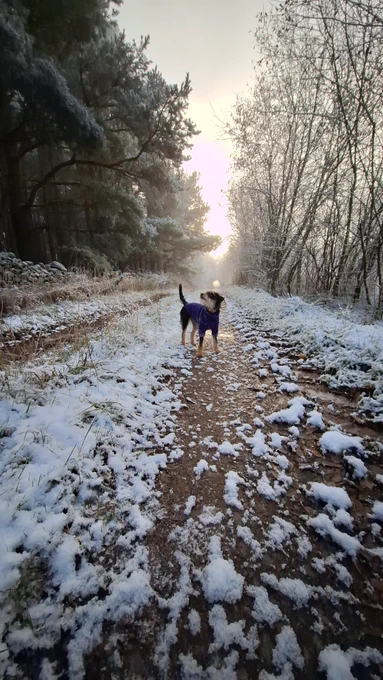 Skye enjoying the snow. 