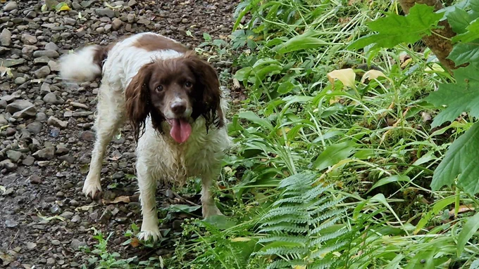 Miss Freckle enjoying a lunchtime stroll. 