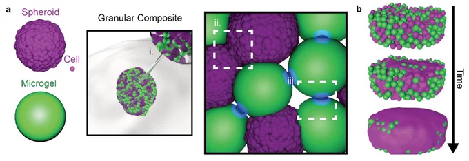 Overview of injectable granular composite system involving cell spheroids (purple) and microgels (green)