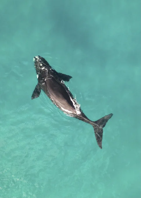Southern right whale - tohoraa - taken under New Zealand Department of Conservation permit