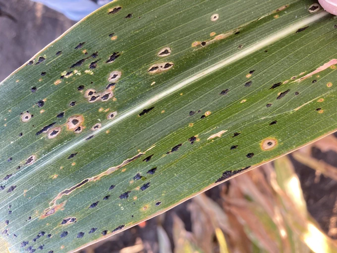 tar spot on corn leaf