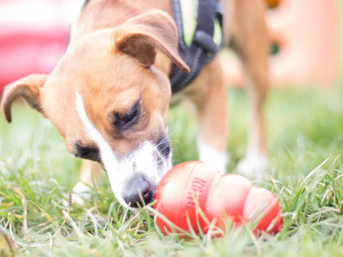 A brown and white dog is tucking into a kong treat outside on grass.