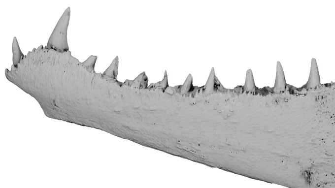 3D model of Devonian fish jaw with large fangs.