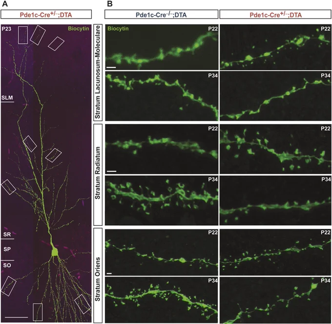 Figure 3: Layer-specific changes in dendritic spine density of CA1 pyramidal cells.