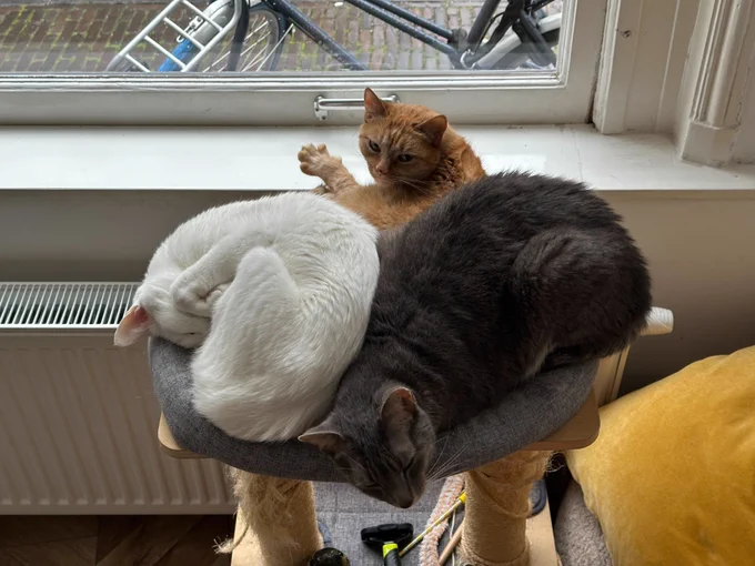 Albus, Minerva, and Ollivander the cats sitting together in one seat, looking like they're fighting for space